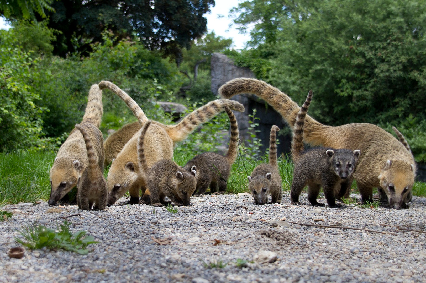 Familie Nasenbär - Zoo Zürich