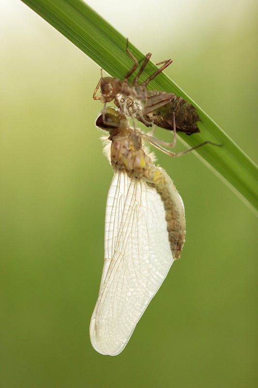 schlüpfende Libelle