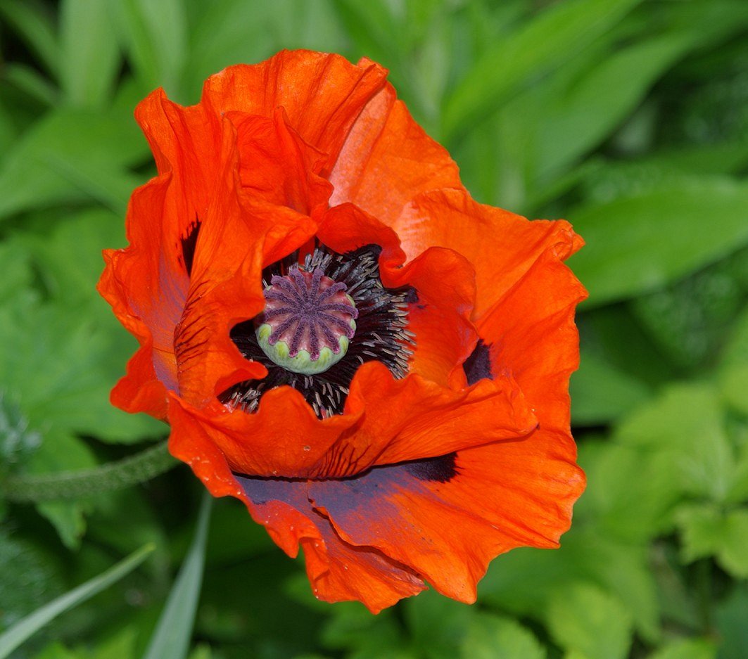 Mohn