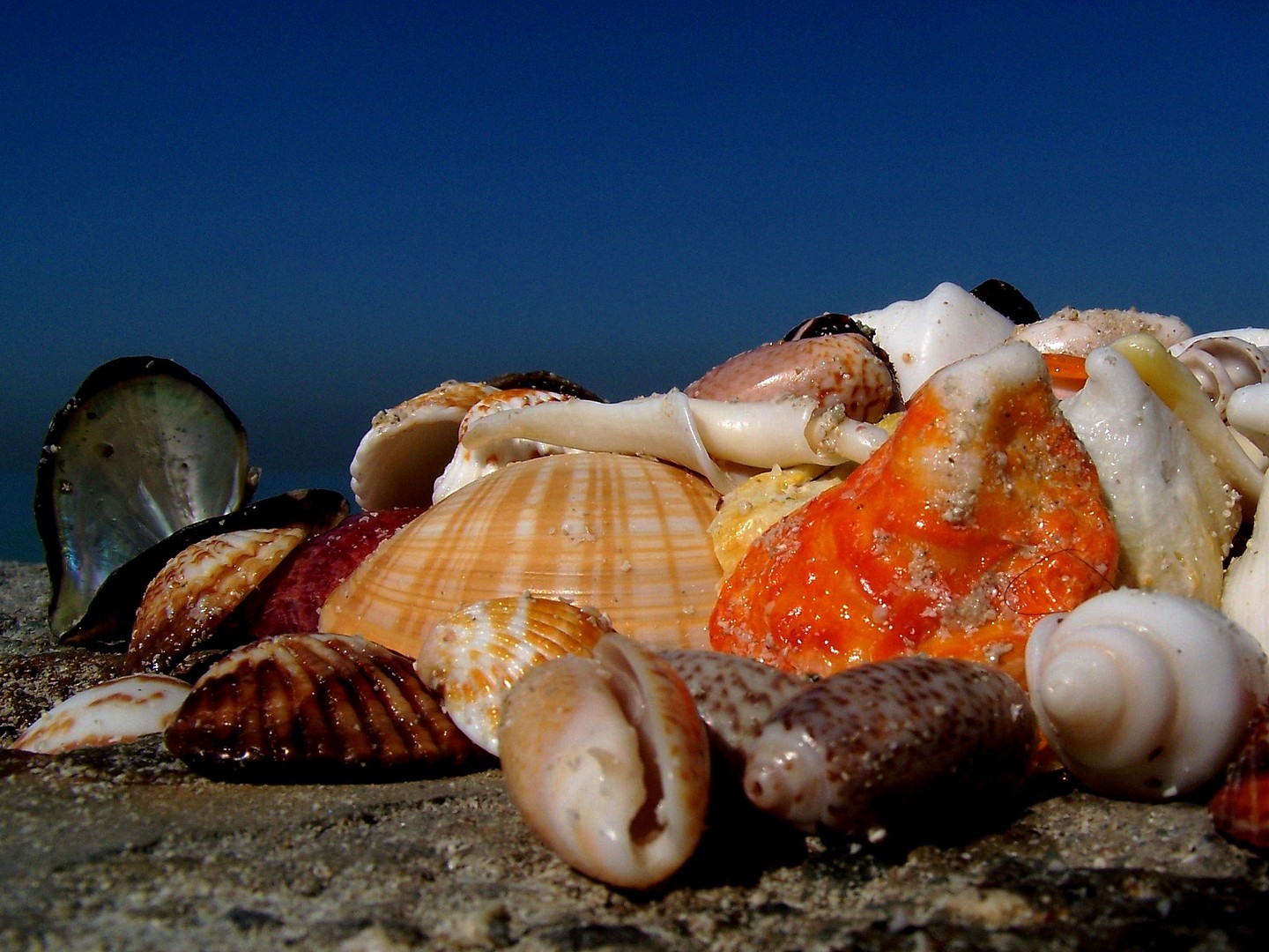 Muschelfund in Dubai