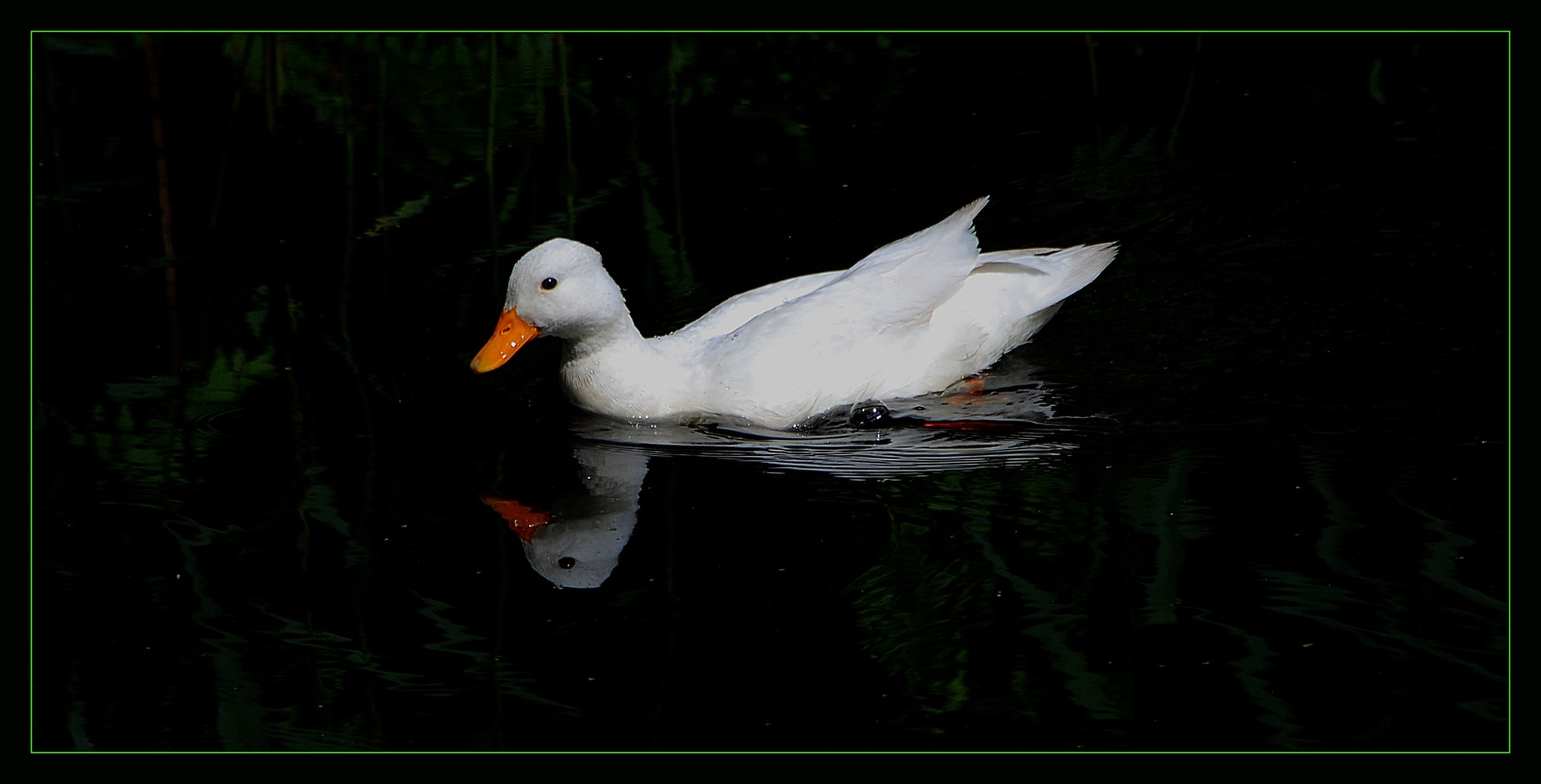 A Duck in  the Mirror