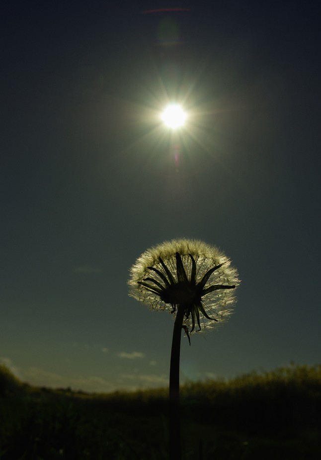 Pusteblume