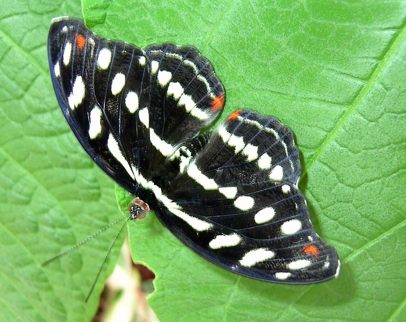 Schmetterling