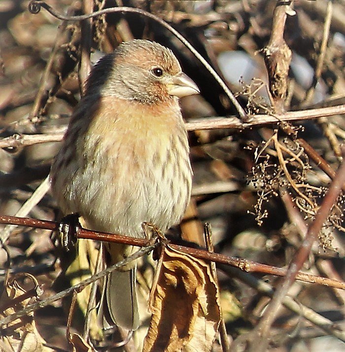 Female Purple Finch or possibly a House Finch