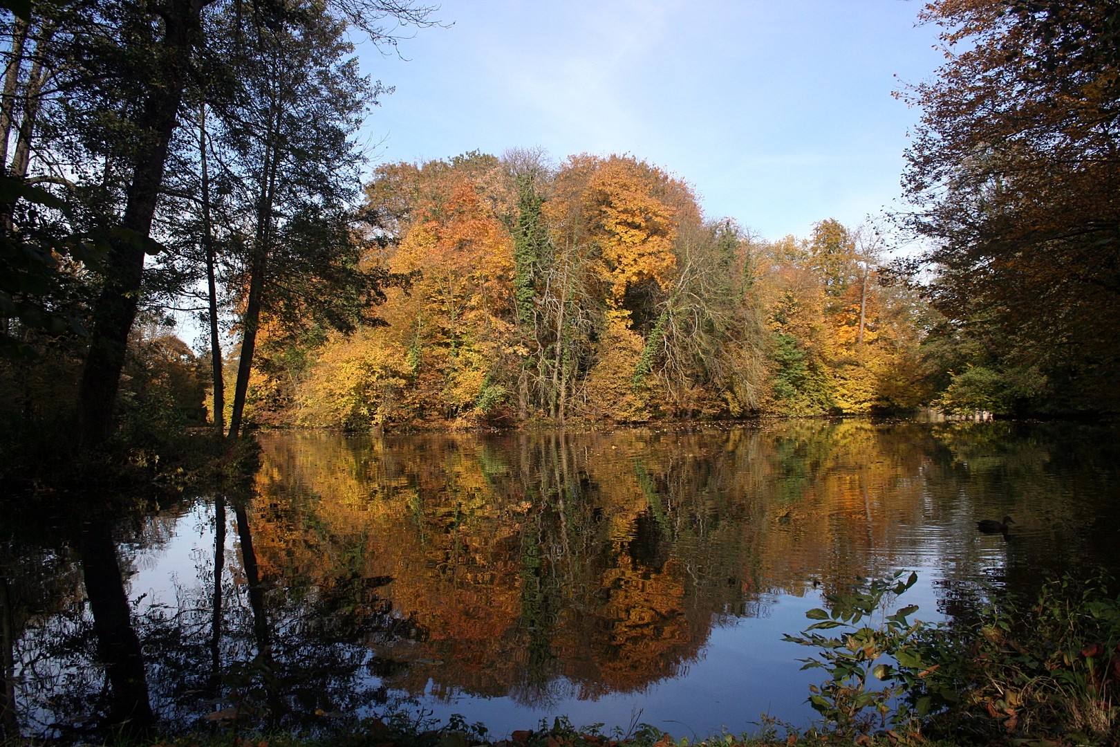 Spiegelbild Bäume