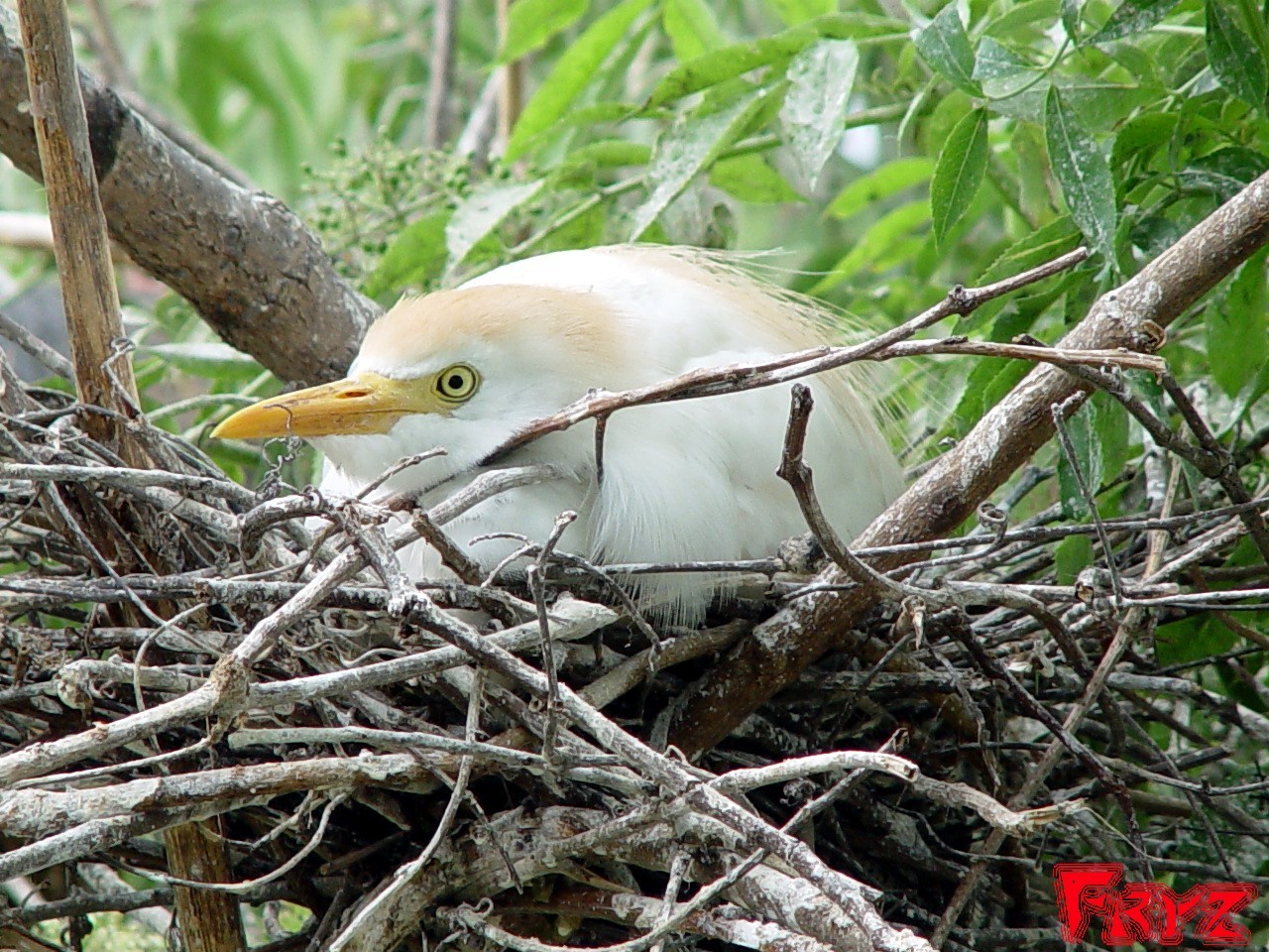 Snowy Egrett beim Brüten