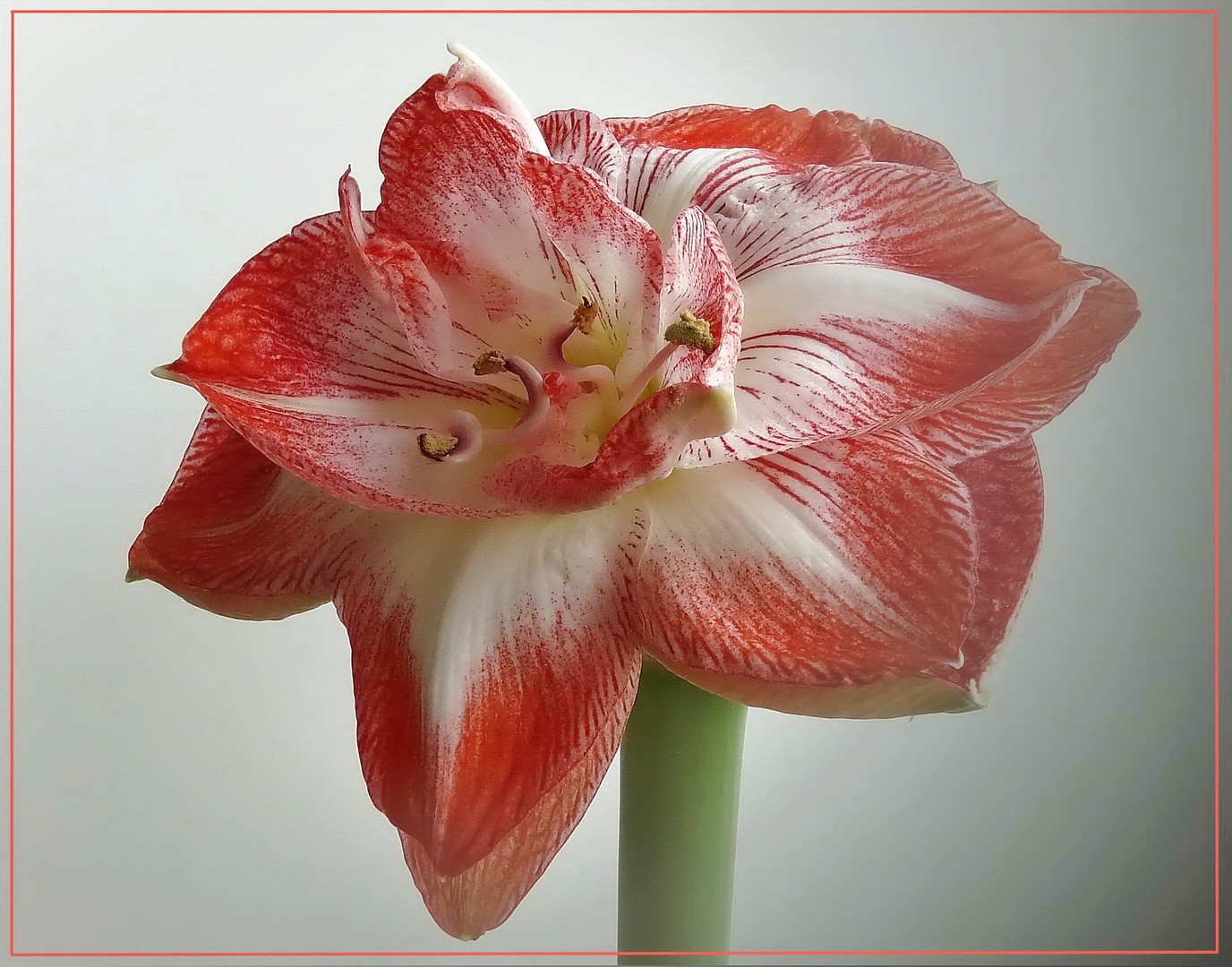 Amaryllis 2