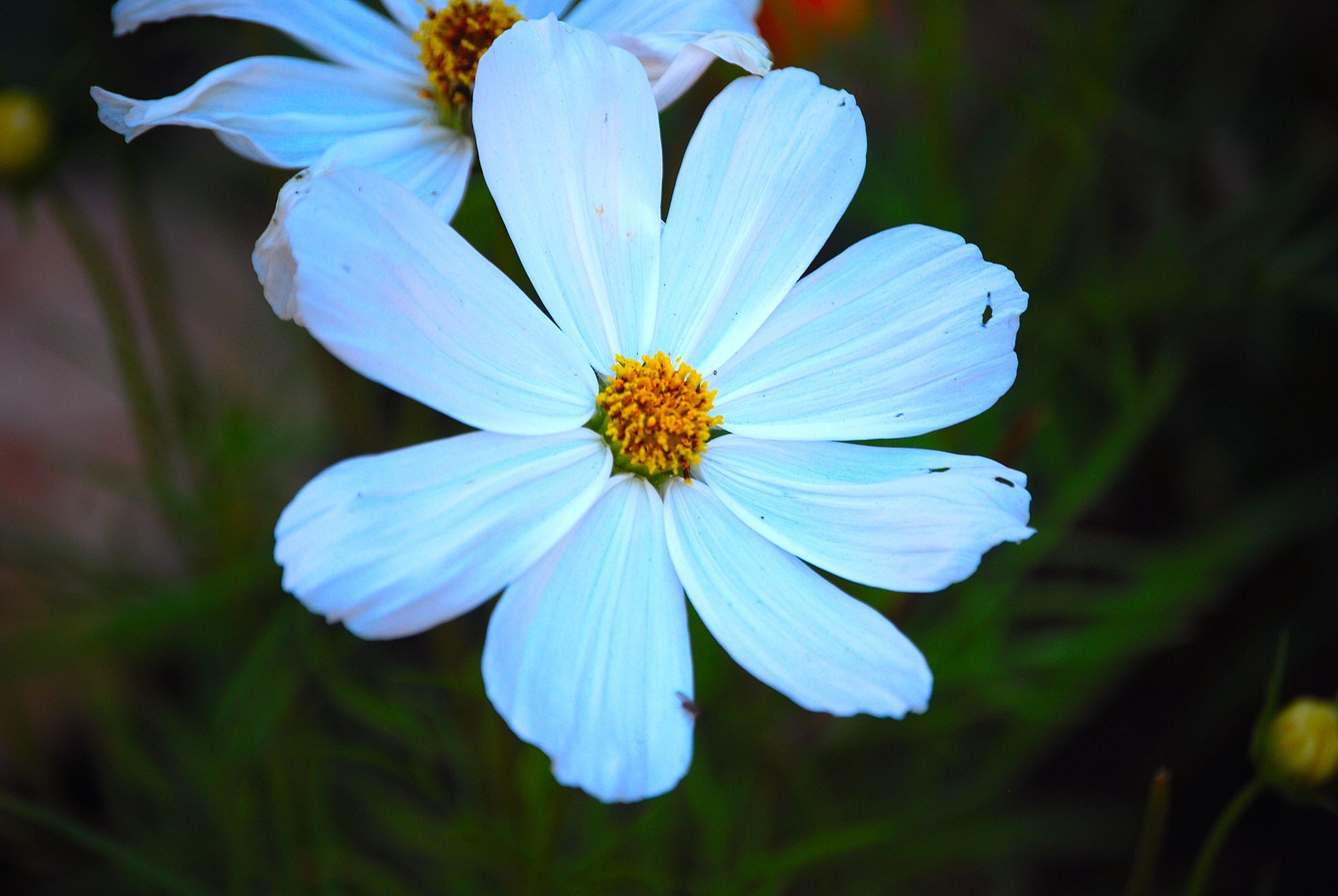 Marguerite.