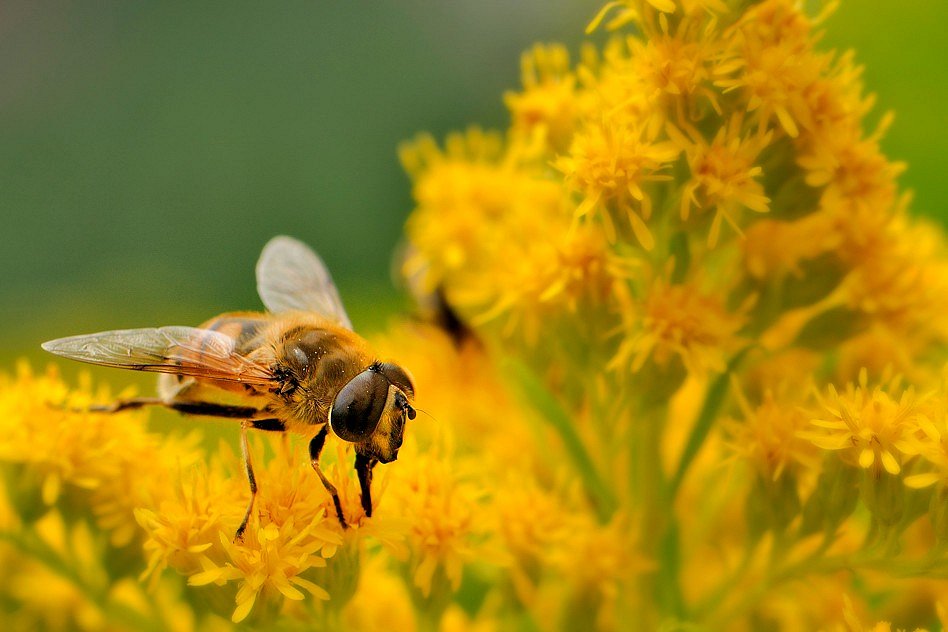 Schwebfliege bei der Mahlzeit.