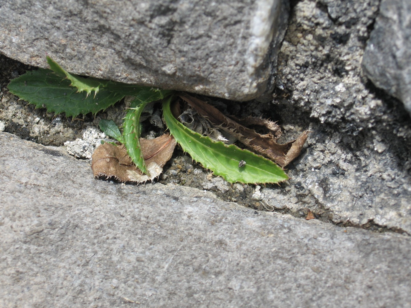 Blatt am Straßenrand