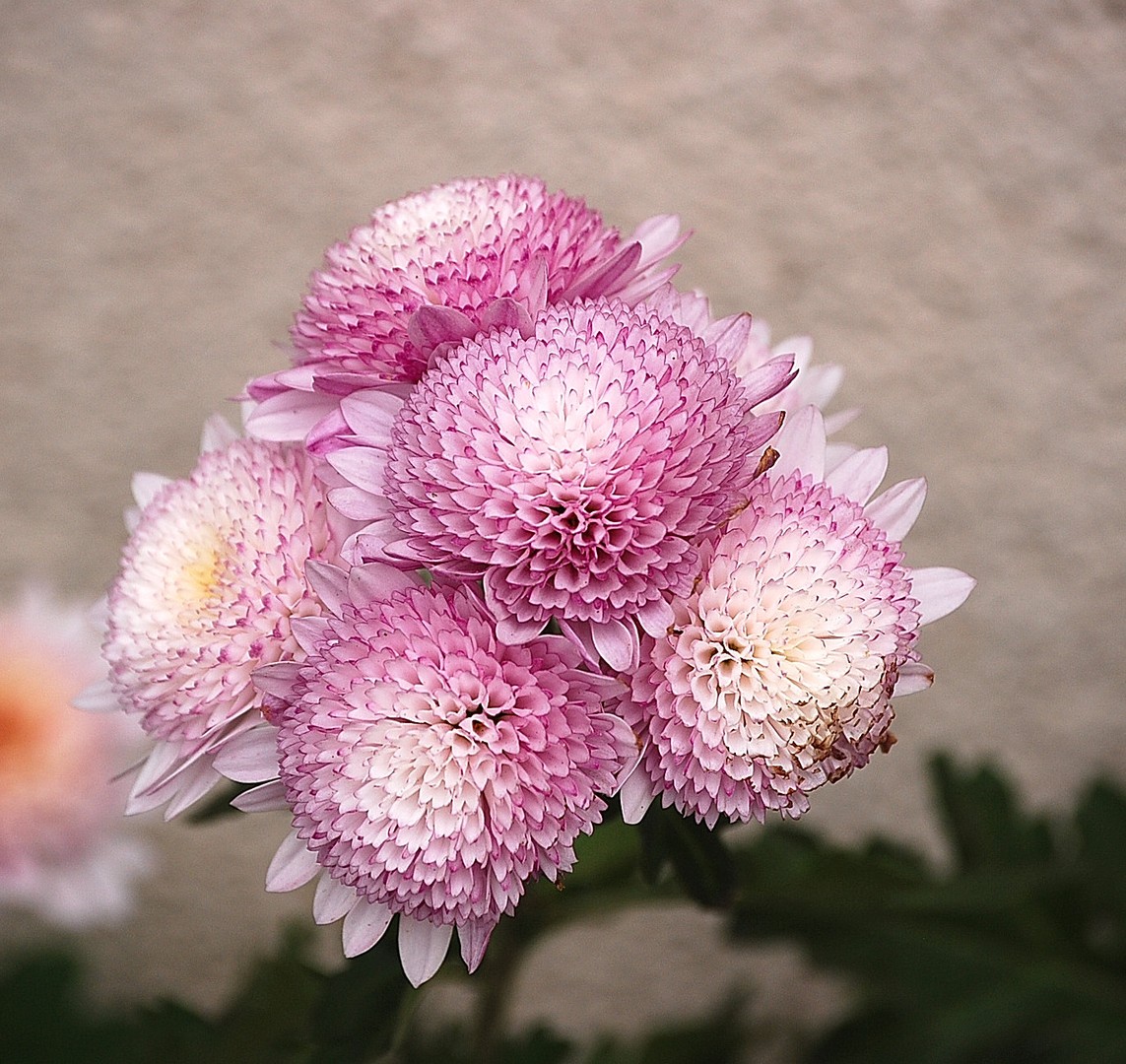 Chrysanthèmes.