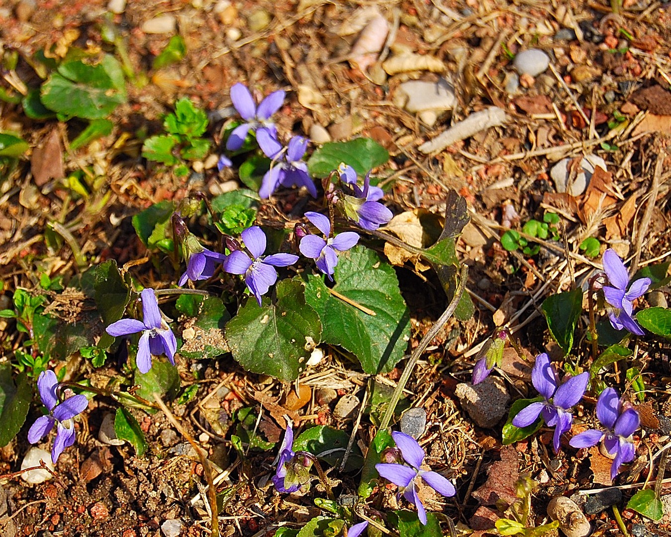 Fleurs.