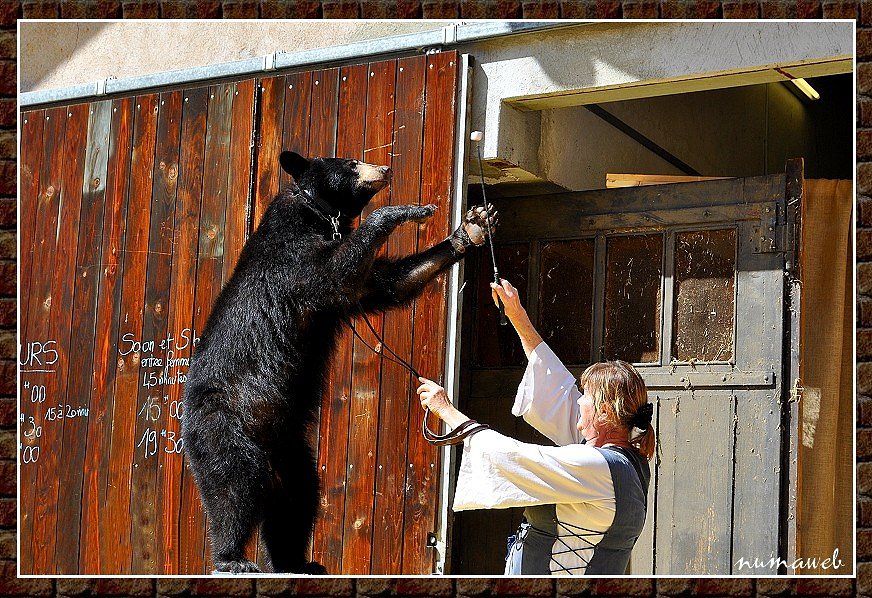 Montreuse d'Ours