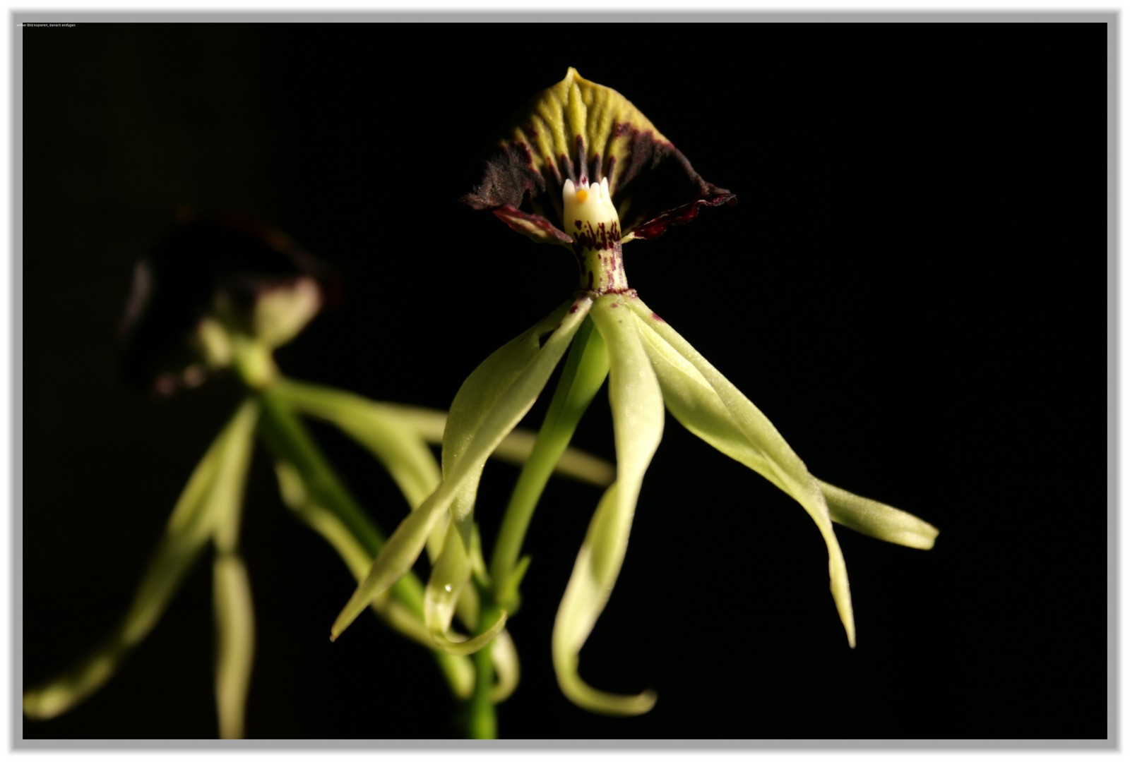 Encyclia