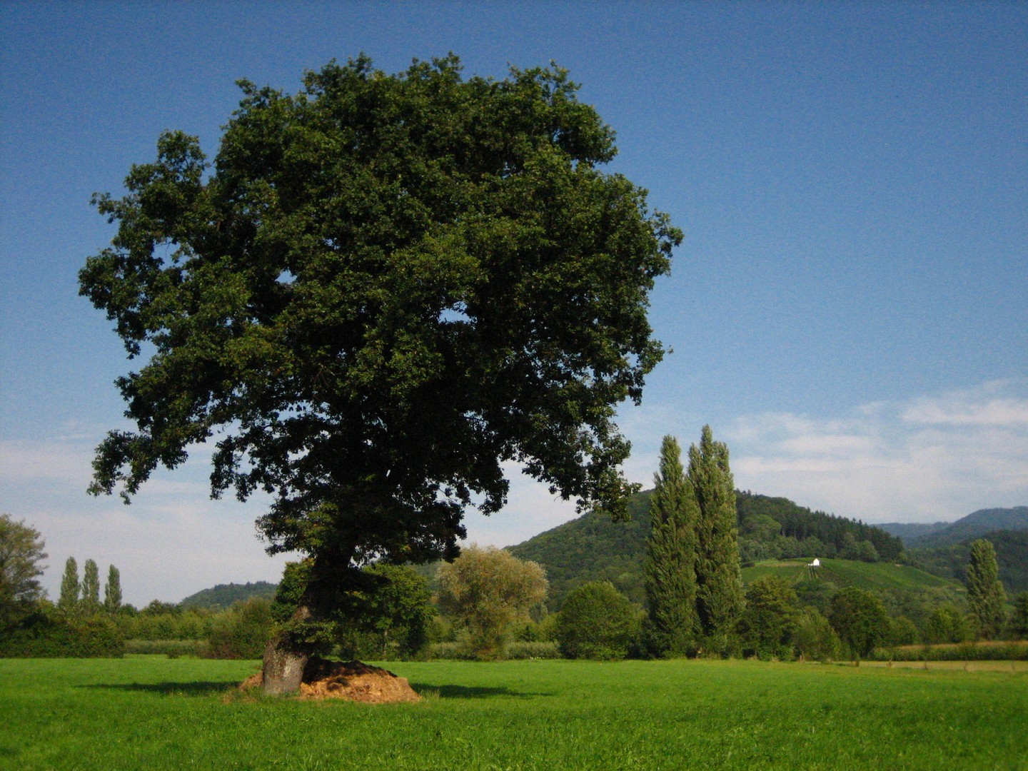 Baum