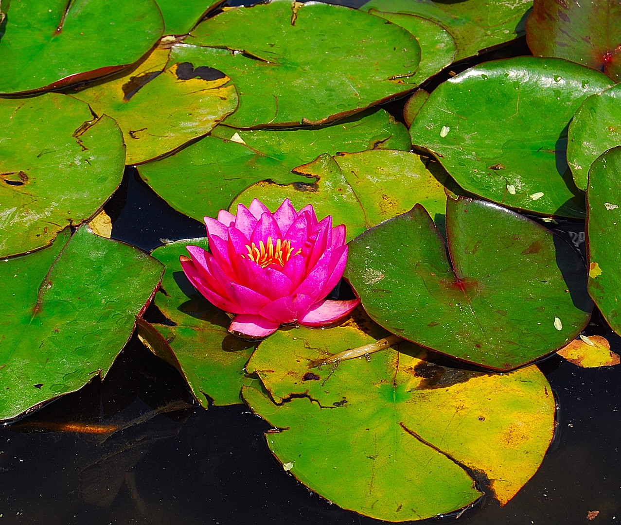 Plante aquatique.