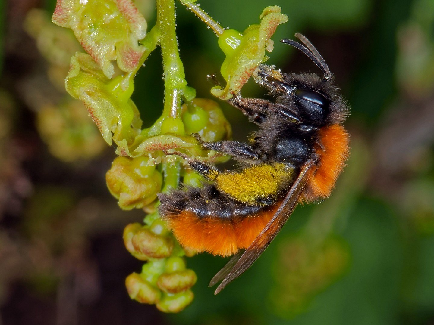 Andrena fulva