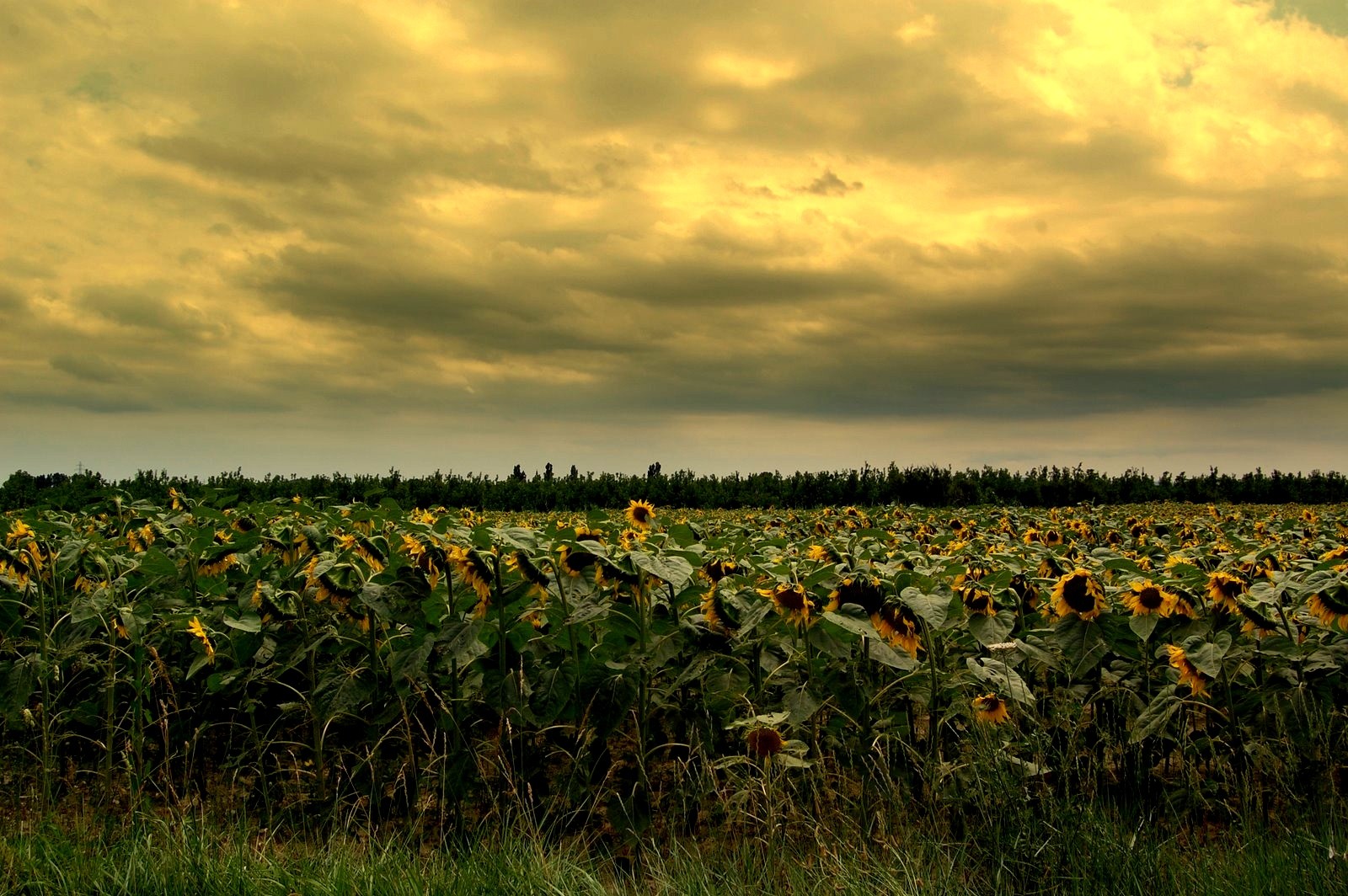 GIRASOLES