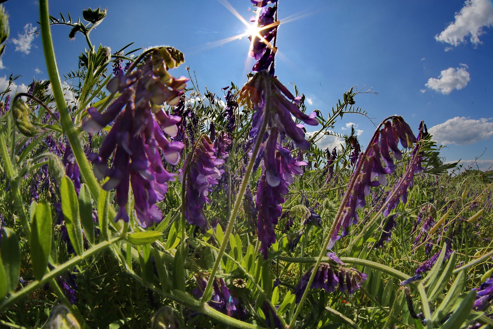 im Licht der Sonne