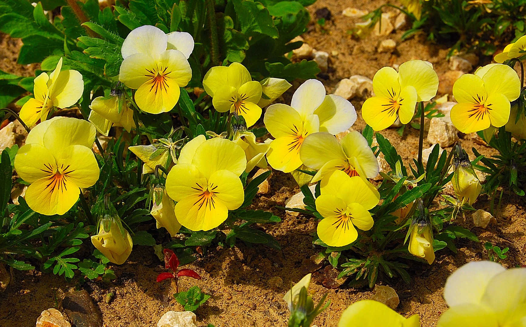 Petites fleurs.