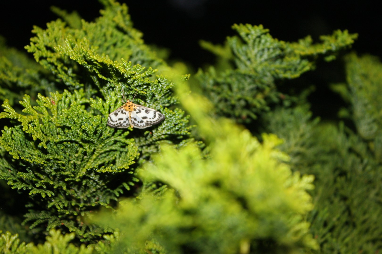 Eurrhypara hortulata (brandnetelmot)