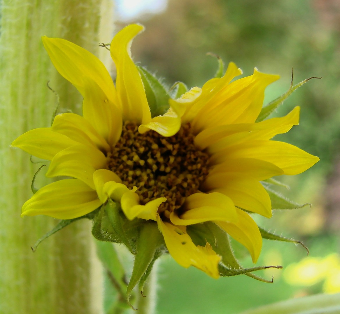 Die letzte Blüte