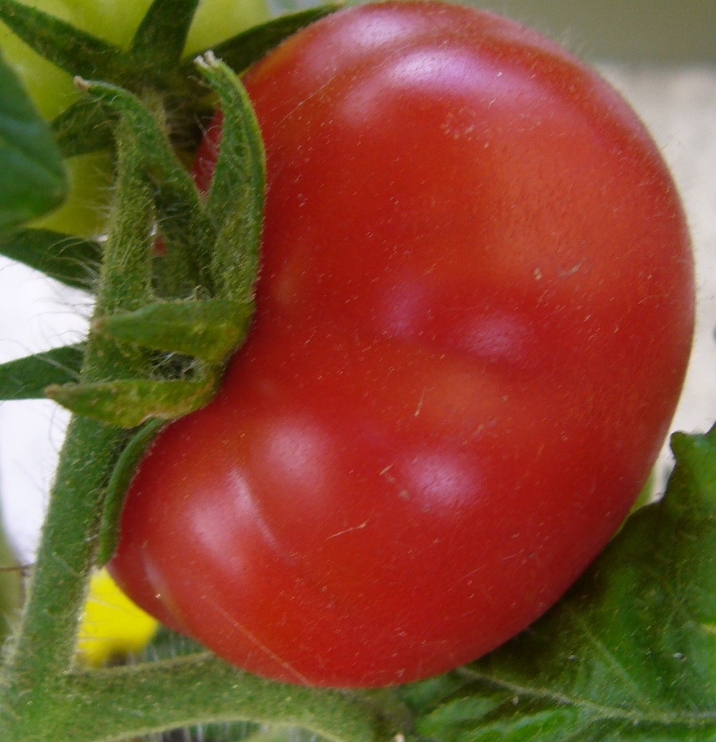 Makro - Reife Tomate