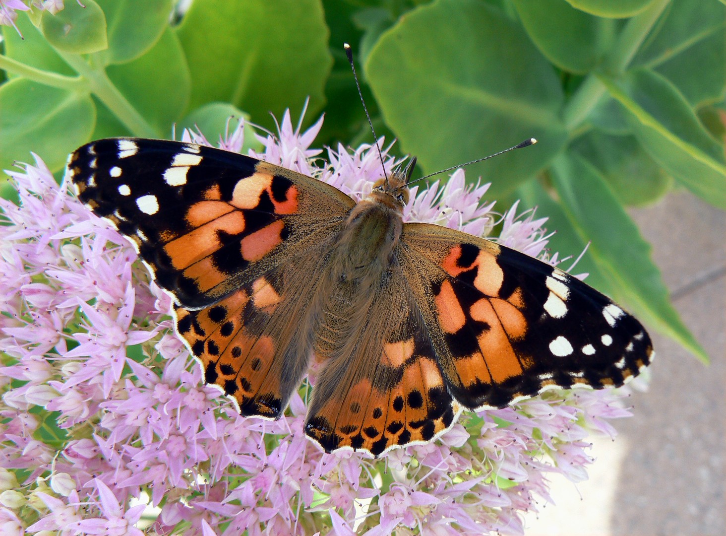 Vanessas Herbstausflug 2