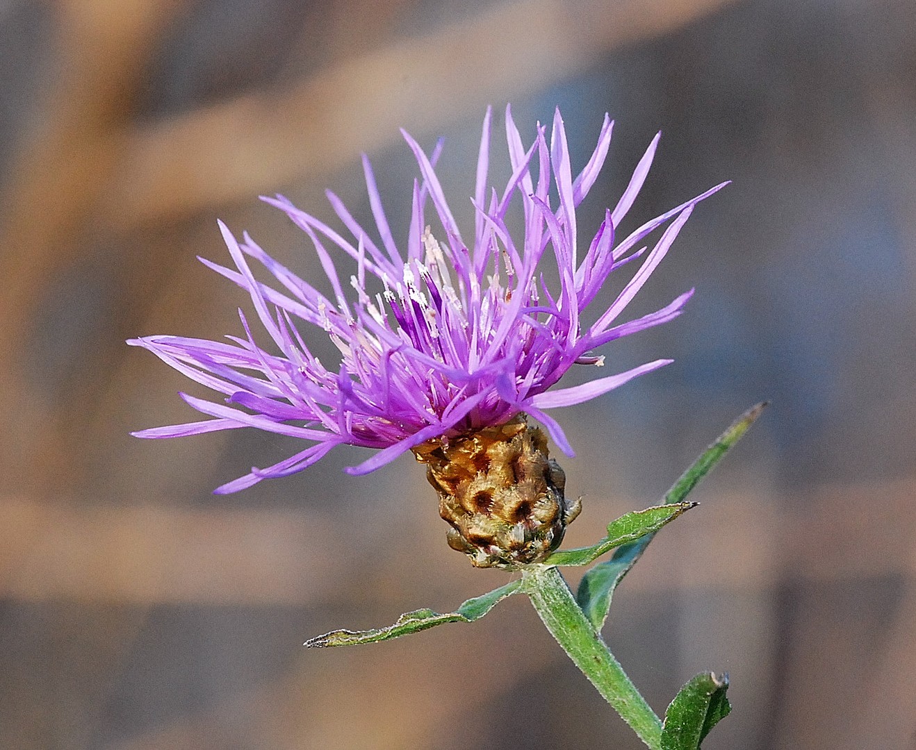 Fleur.