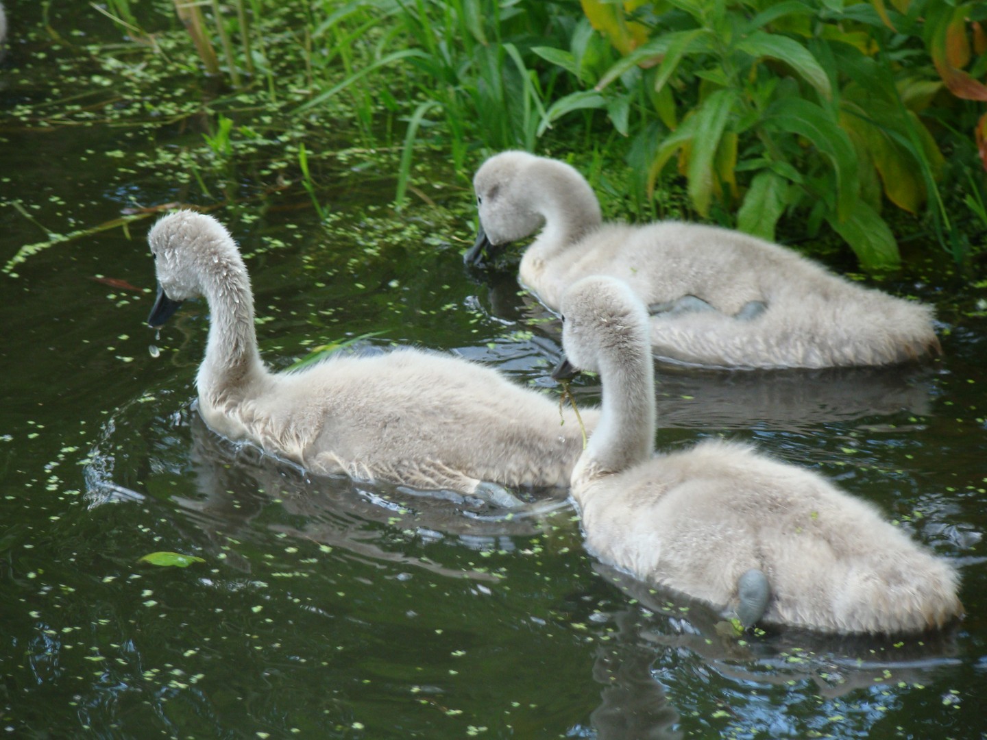 jonge zwanen