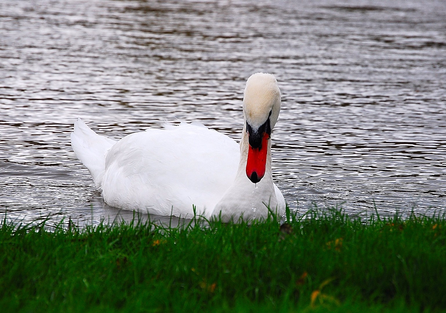 Cygne.