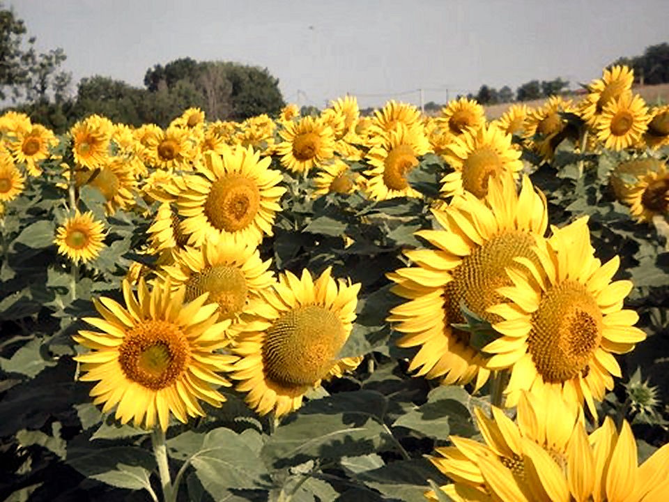 Sonnenblumen