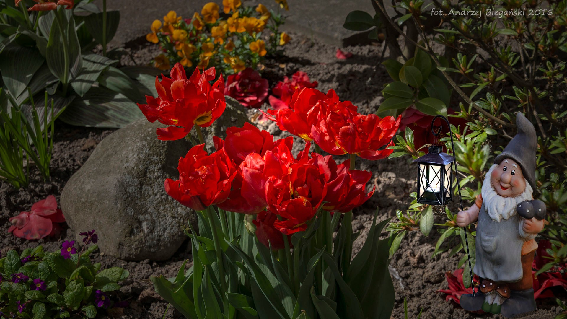 GARTENZWERG  UND  TULPEN