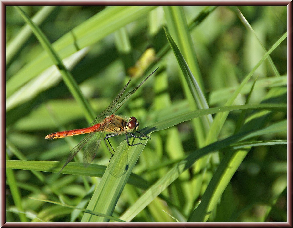 Rote Lybelle