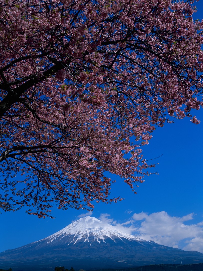 富士山と桜の木_2