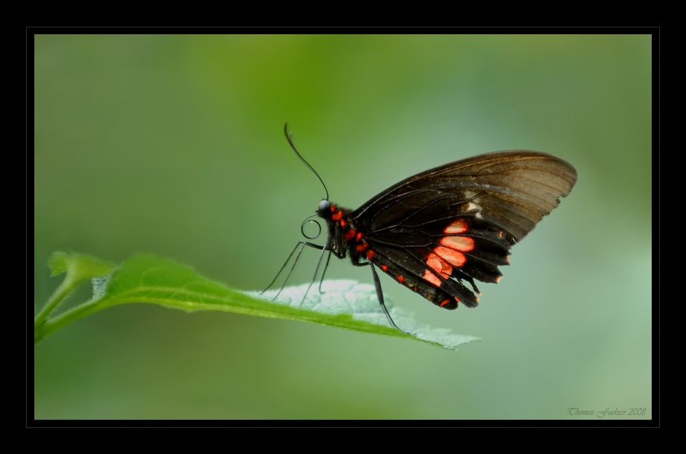 Parthenos sylvia