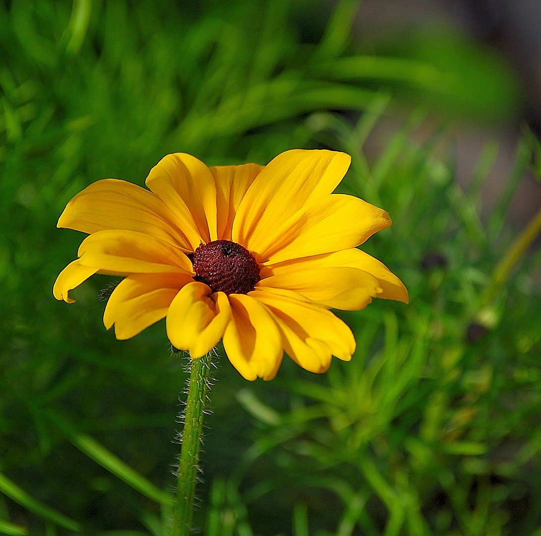 Fleur.