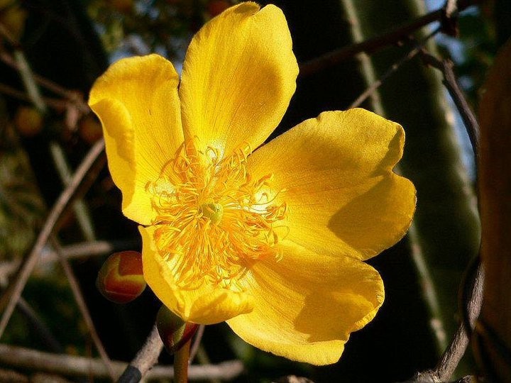 Golden flower