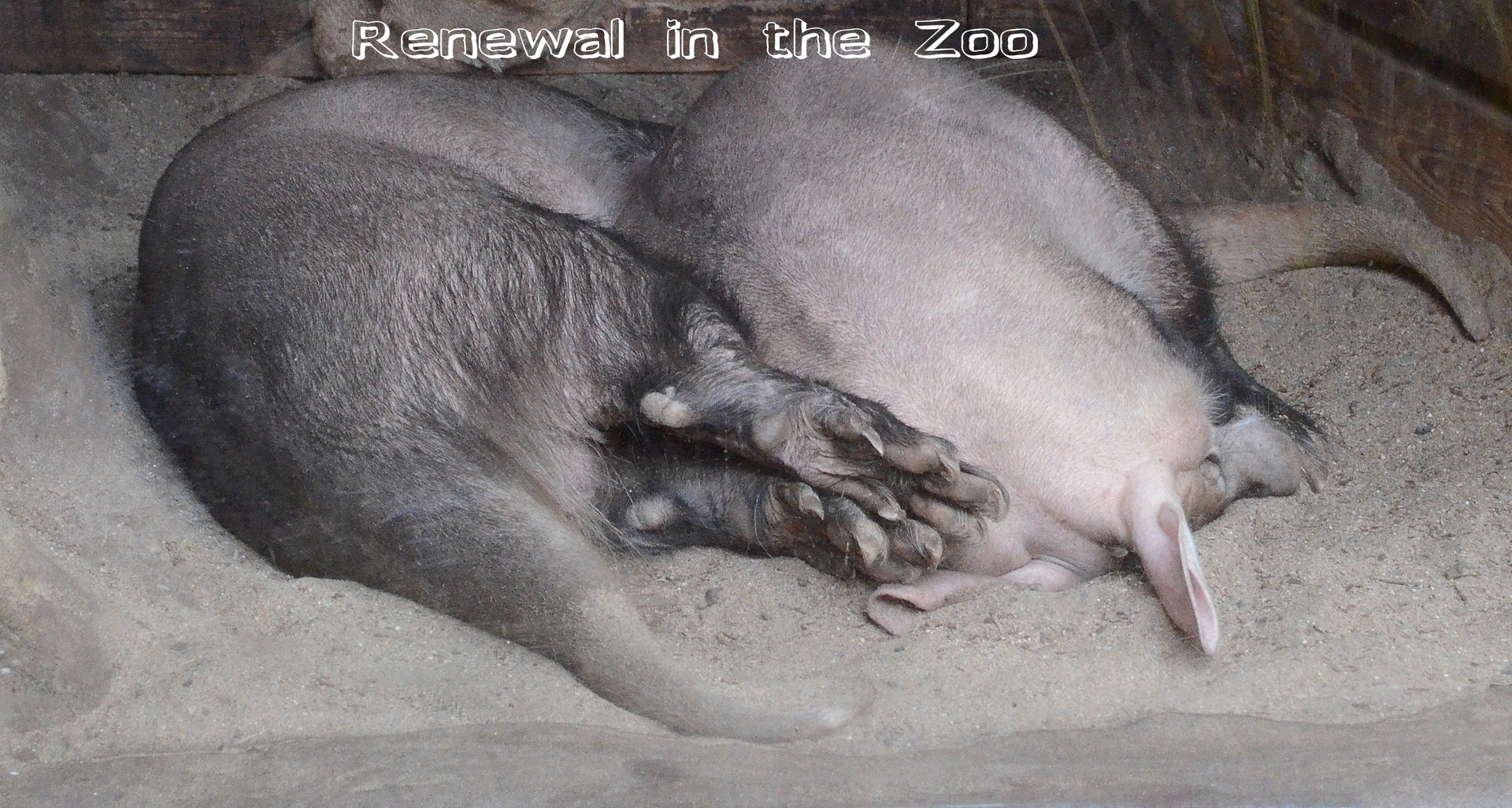 Renewal in the Zoo