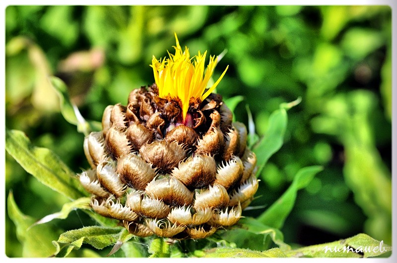 Nature en fleur