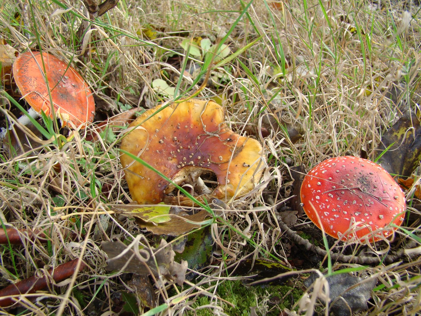 paddenstoelen