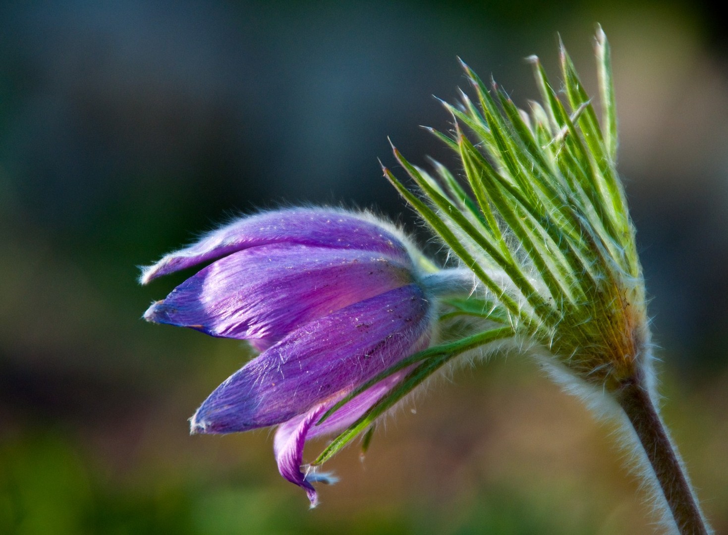 Pulsatilla