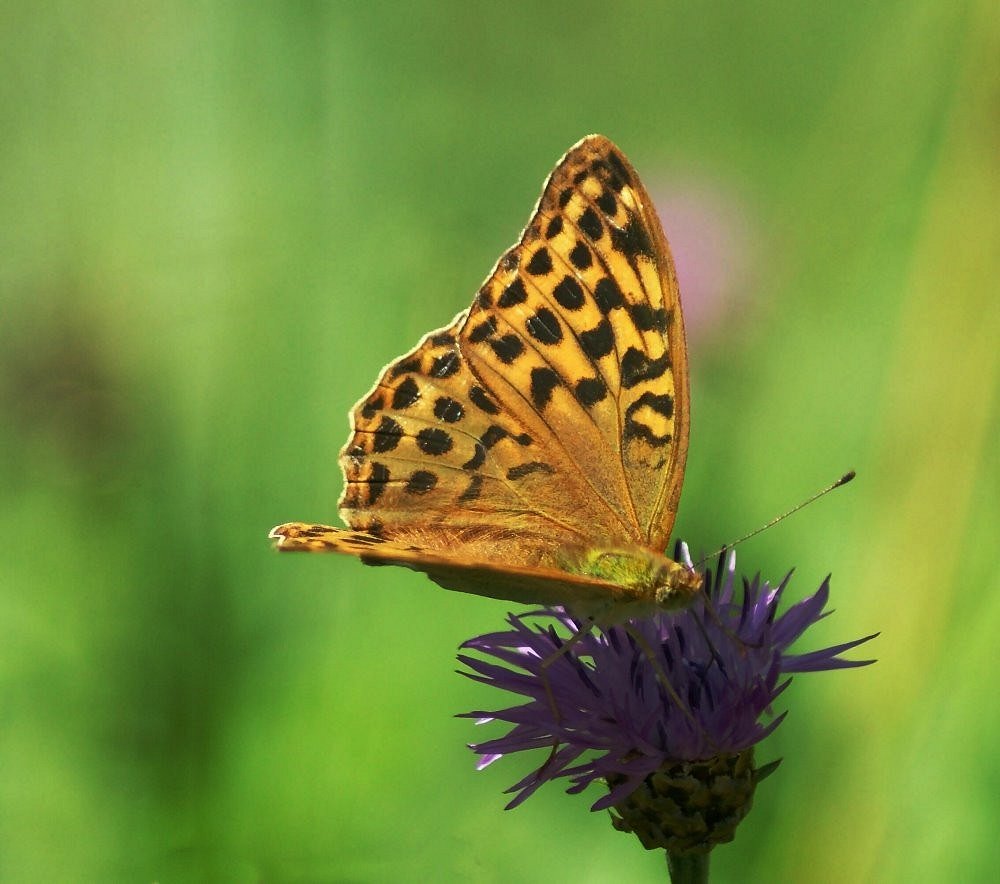 Schmetterling