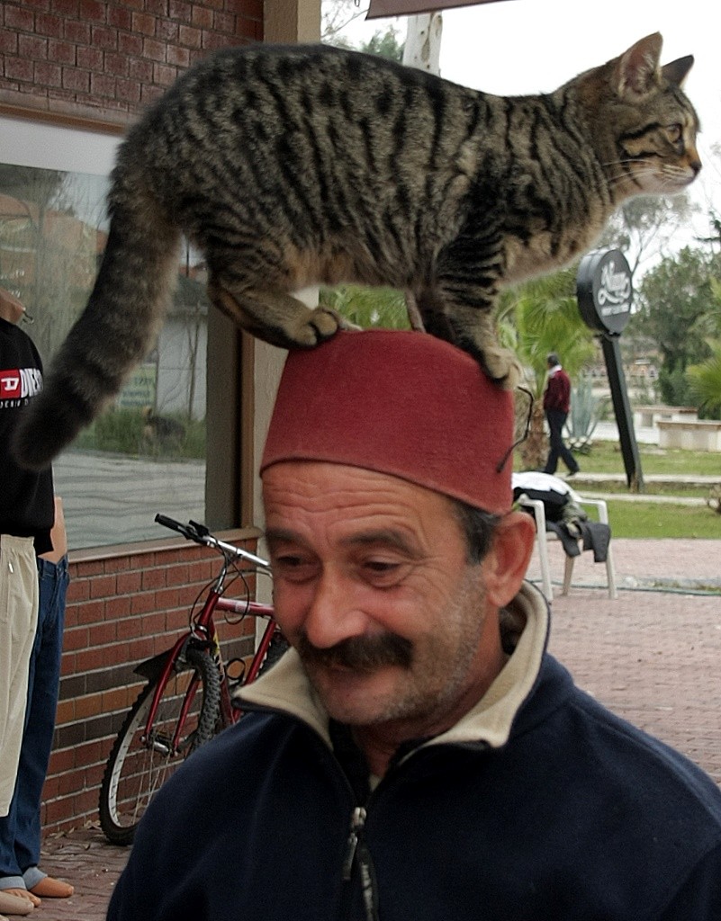 Der "Türk" und sein Katz