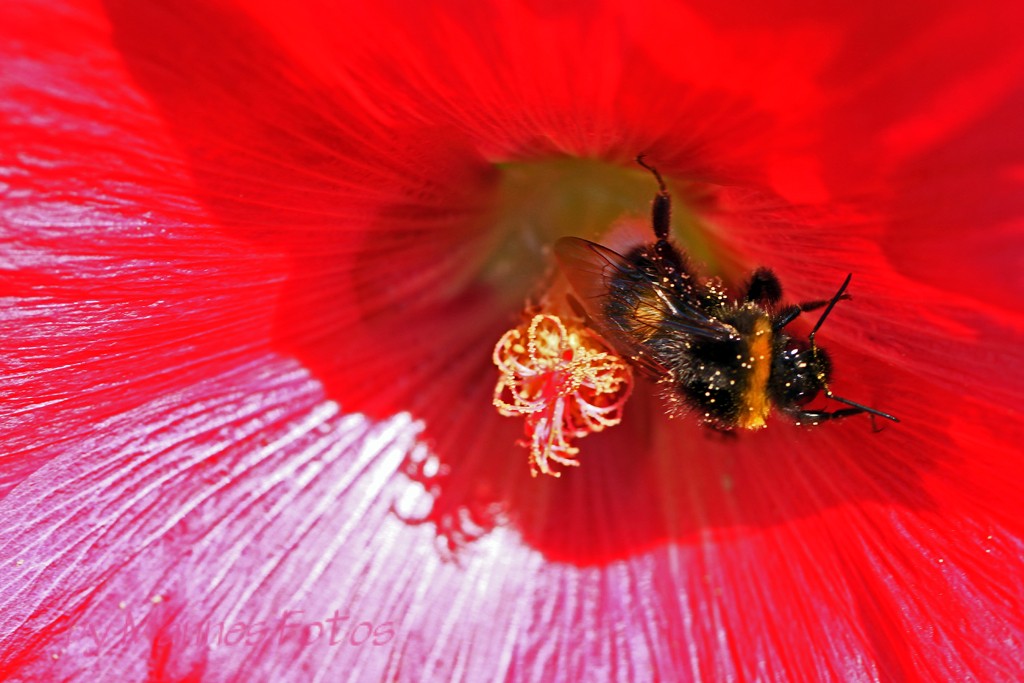 Hummel in Blüte