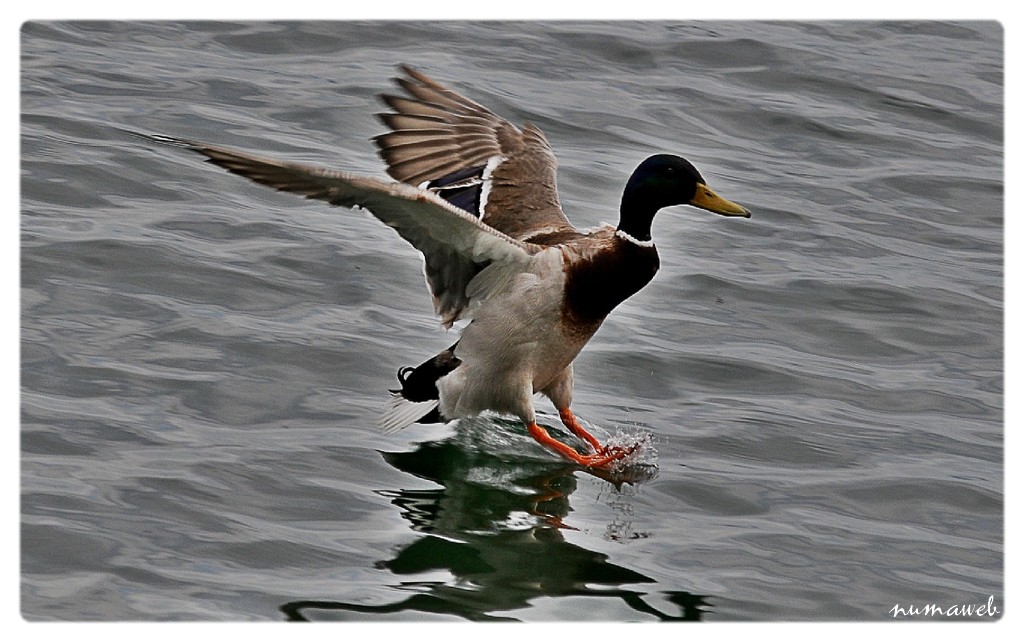 Un canard Colvert  se pose