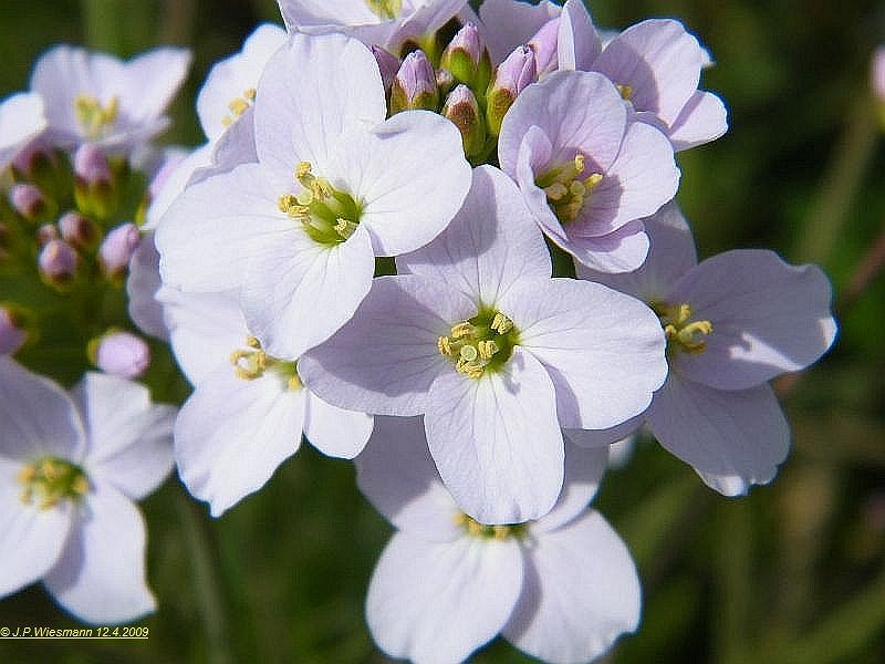 Frühlingserwachen2   2009