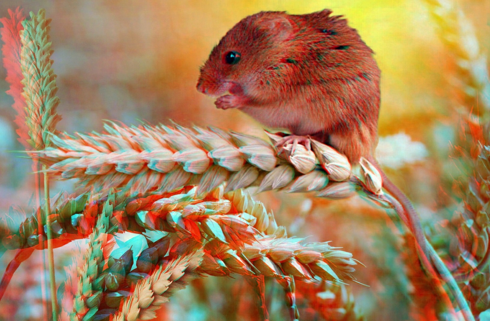 Harvest Mouse