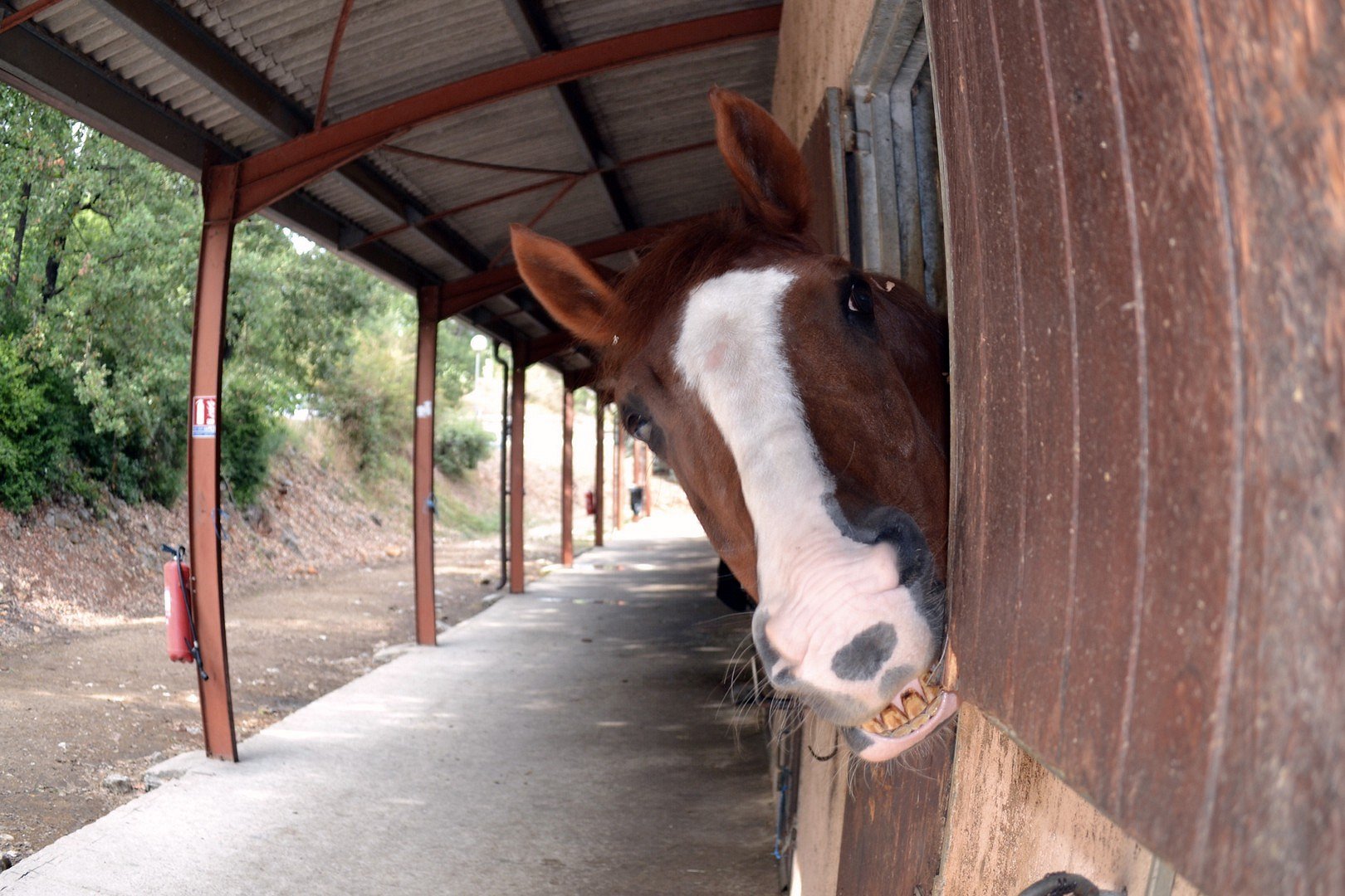 cheval souriant