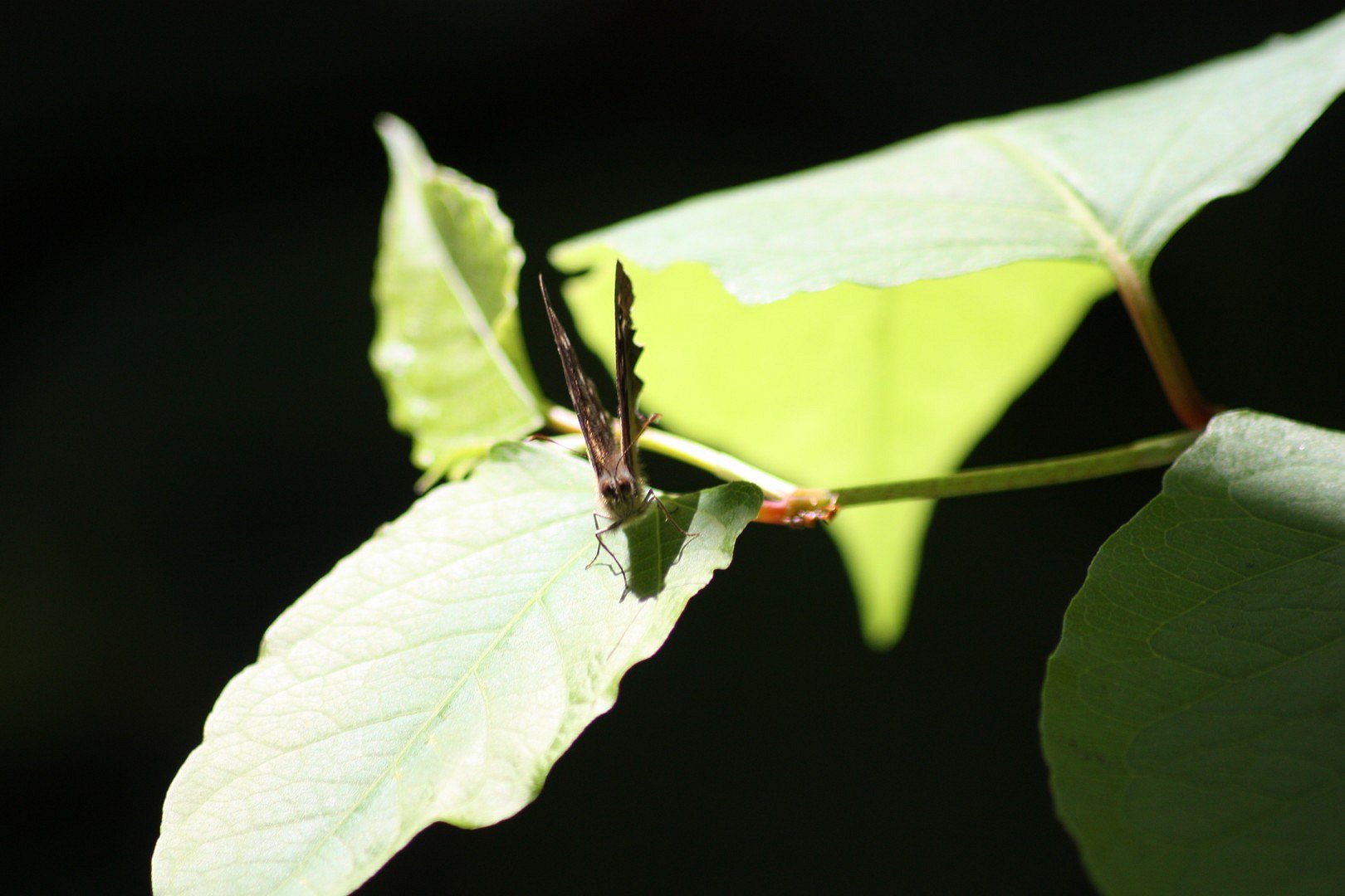 Schmetterling von vorne